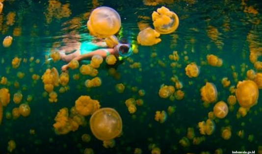 Bareng Pigijo Ngetrip ke Togean Cuma 3 Jutaan 3 ngetrip ke togean, menara limboto, benteng otanaha, danau ubur-ubur, pantai karina, pulau hantu, pulau papan, california reeff, atol california,
