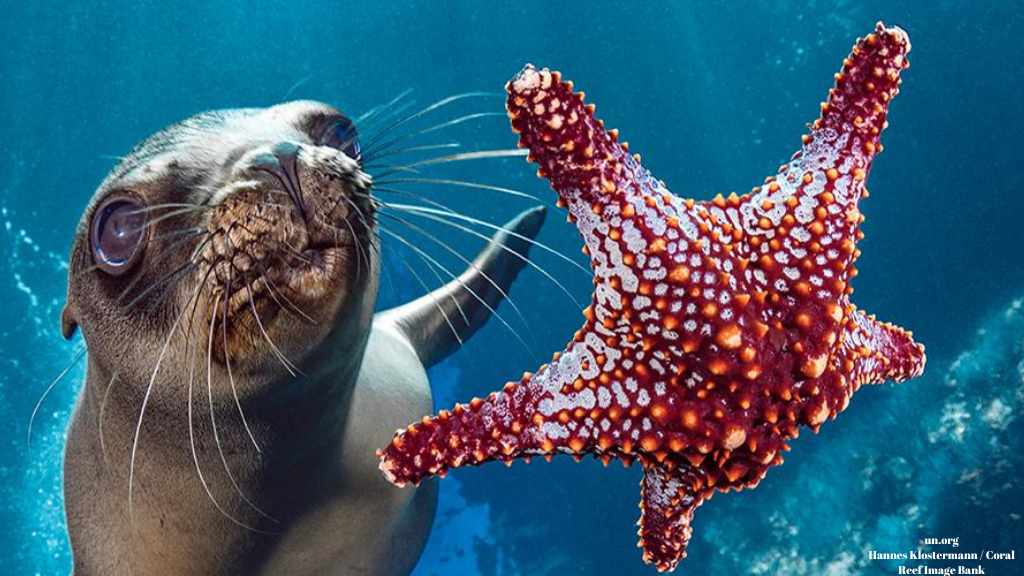 Selamat Hari Laut Sedunia! Yuk, Lakukan 5 Upaya Berikut! Selamat Hari Laut Sedunia! Yuk, Lakukan 5 Upaya Berikut!
