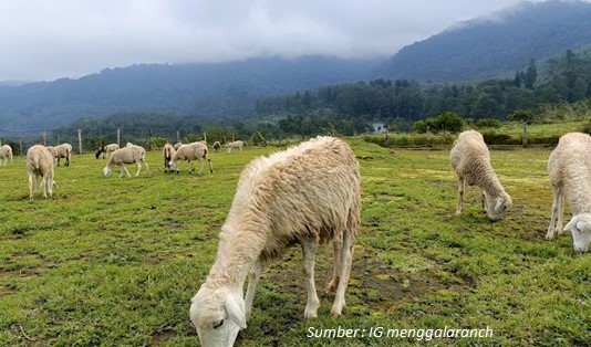 Hal yang Menarik di Wisata Domba Cilongok