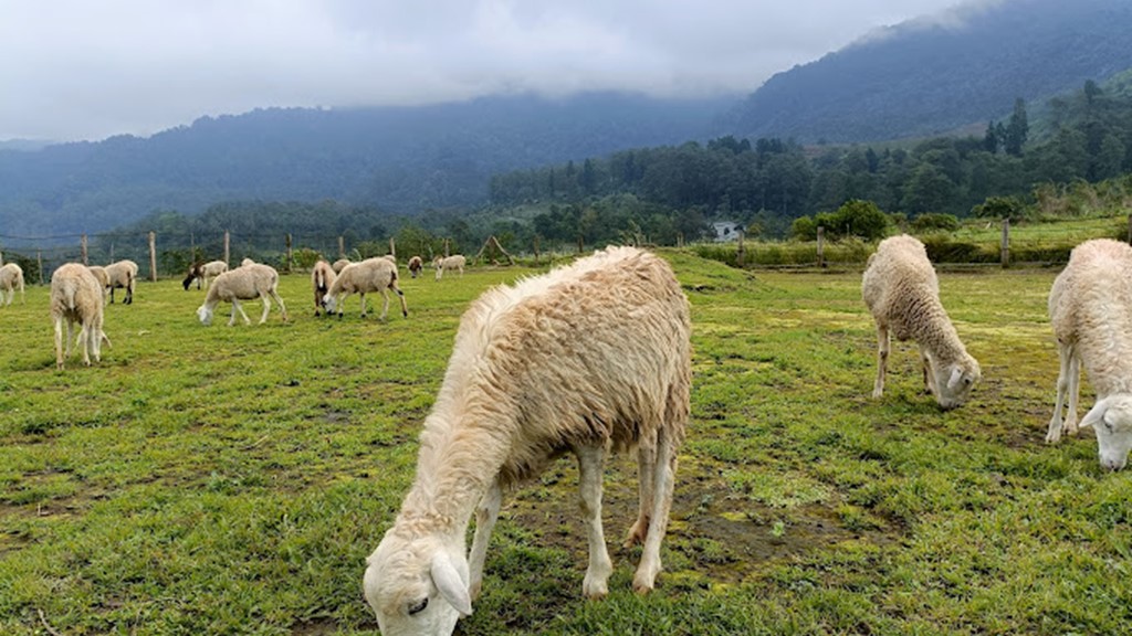 Wisata Domba Cilongok