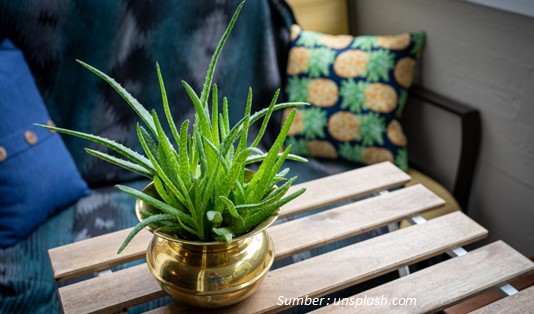 Tanaman Lidah Buaya (Aloe Vera) Penyerap Polusi Dalam Ruangan