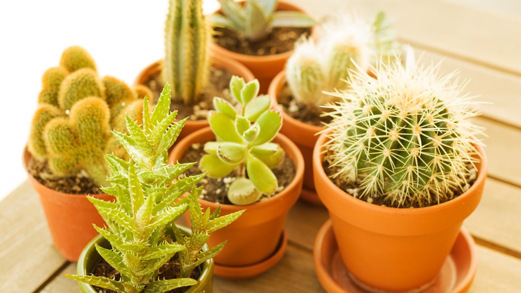 Tanaman Penyerap Polusi Dalam Ruangan