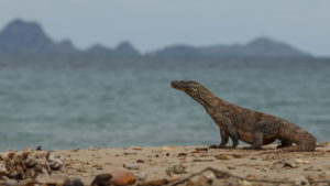 komodo, labuan bajo, pulau komodo, nusa penida, nusa tenggara barat,