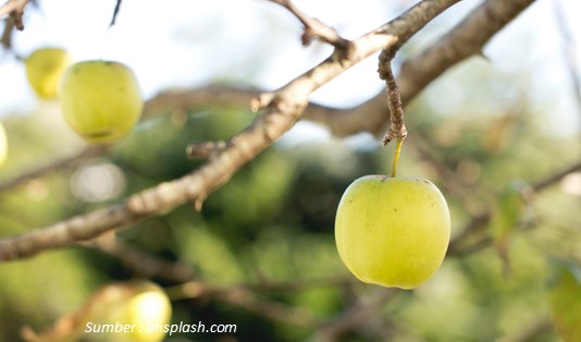 Khasiat Anggur Muscat untuk Kesehatan
