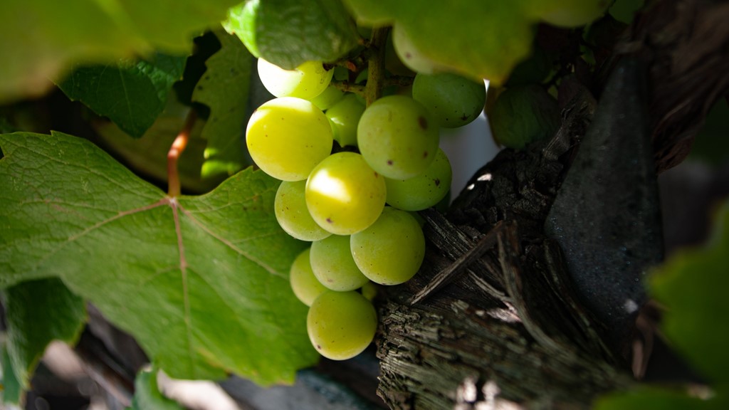 Manfaat Anggur Hijau Shine Muscat