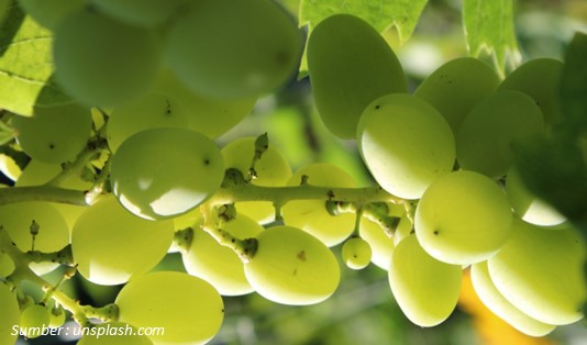 Manfaat Anggur Muscat