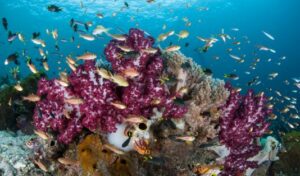 Destinasi Indonesia Timur, raja ampat,