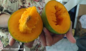 Oleh-oleh Makanan Khas Pemalang Mangga Istana