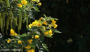 Tumbuhan Senna