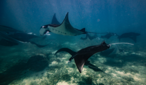 manta point, pari manta, snorekling labuan bajo, snorkeling nusa penida,