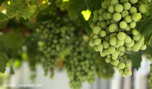Vitamin A dan C Anggur muscat