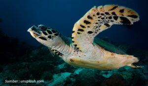 Biodiversity Geopark Nasional Raja Ampat