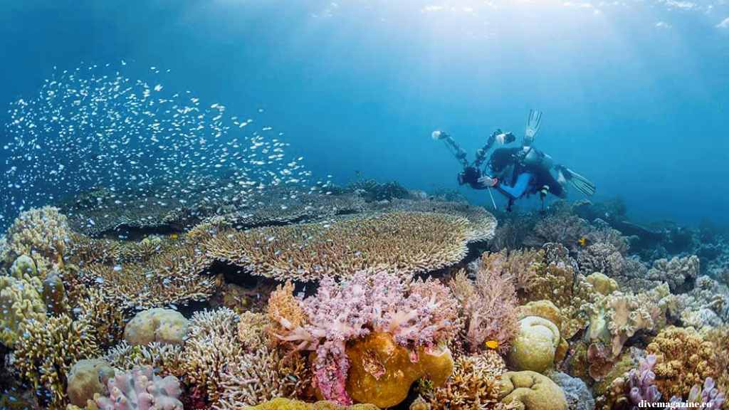Bareng Pigijo, Modal 3 Jutaan Bisa Jelajahi Surga Dunia di Wakatobi!