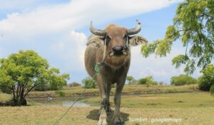 Lokasi Wisata Kampung Kerbau Situbondo
