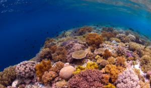 wakatobi, diving, snorkeling, sulawesi,