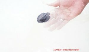 Pelaksanaan Festival Tanjung Waka 2023