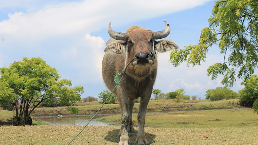 Wisata Kampung Kerbau Situbondo