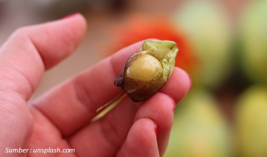 Bikin Terkesan, Ini 5 Manfaat Buah Ciplukan Bagi Kesehatan 1 Buah Ciplukan Mungil yang Kini Penting