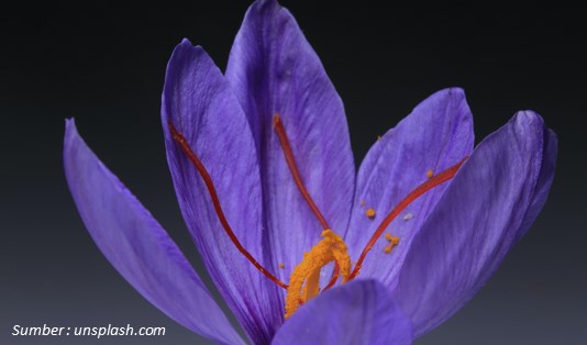 Disebut Rempah Termahal, Ini Dia 5 Khasiat Saffron untuk Kesehatan 1 Ciri Bunga Saffron yang Berkhasiat