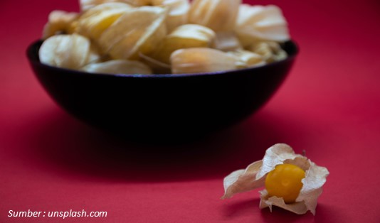 Bikin Terkesan, Ini 5 Manfaat Buah Ciplukan Bagi Kesehatan 3 Manfaat Buah Ciplukan