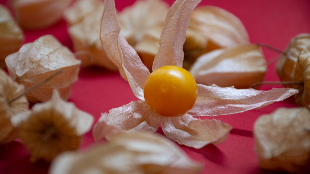 Bikin Terkesan, Ini 5 Manfaat Buah Ciplukan Bagi Kesehatan Manfaat Buah Ciplukan