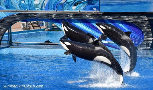 Orca Penguasa Laut di Perairan Papua