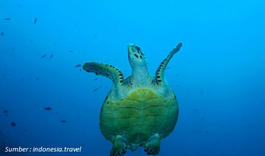 Desa Pemuteran Bali Dulu Dipandang Sebelah Mata, Kini Prestasinya Mendunia! 4 Terumbu karang Desa Pemuteran Bali