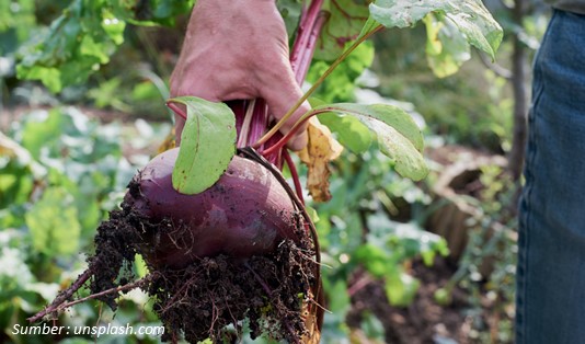 khasiat buah bit merah untuk kecantikan