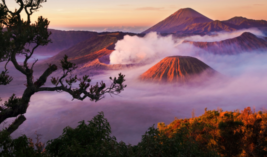 bromo, tnbts,