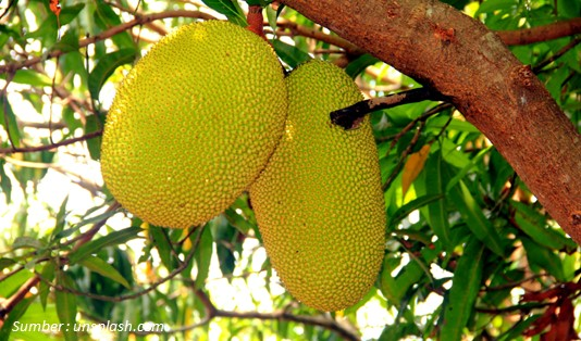 Bahaya Kebanyakan Makan Buah Nangka