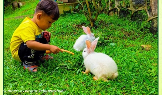 Jam Buka dan Tiket Masuk Kebun Pak Budi