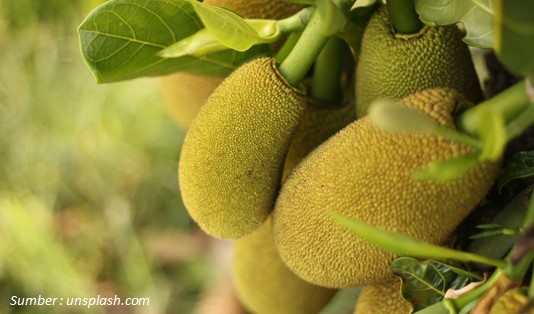 Konsumsi Wajar Buah Nangka