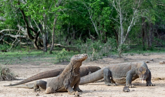 taman nasional komodo,