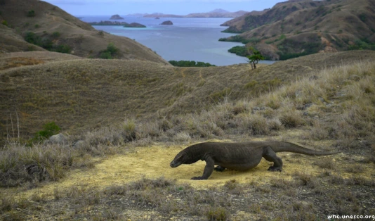 taman nasional komodo,