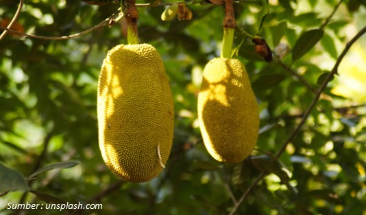 Nangka si Buah Populer