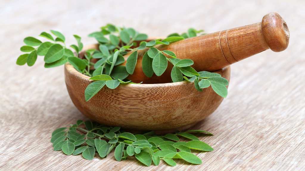 7 Manfaat Daun Kelor untuk Kesehatan Tubuh daun kelor,