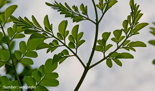 7 Manfaat Daun Kelor untuk Kesehatan Tubuh 1 Kandungan Daun Kelor