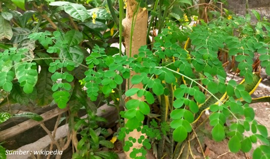 7 Manfaat Daun Kelor untuk Kesehatan Tubuh 2 Manfaat Daun Kelor untuk Kesehatan Tubuh