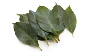 daun salam,