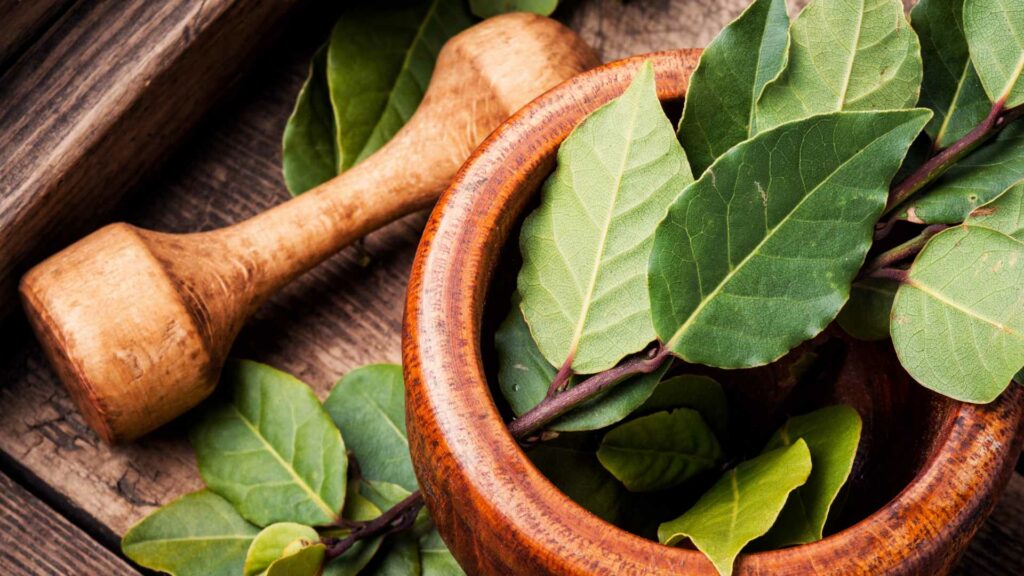 Bukan Hanya sebagai Bumbu, Ini 3 Manfaat Daun Salam untuk Kesehatanmu