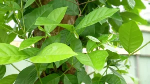 daun salam,