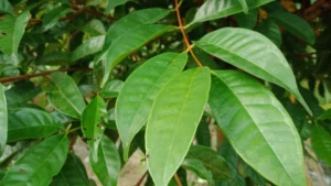 daun salam,