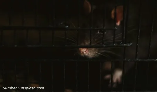 Cara Mencegah Penyakit Leptospirosis