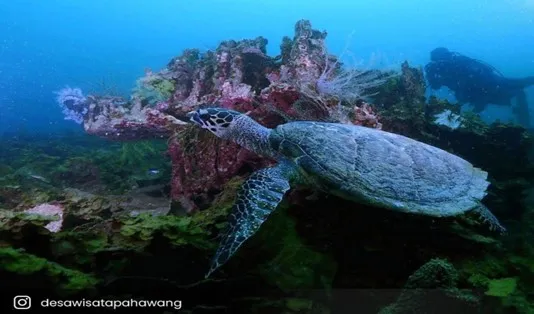 4 Spot Wisata Pulau Pahawang, Maldives Versi Indonesia! 2 Wisata Pulau Pahawang,