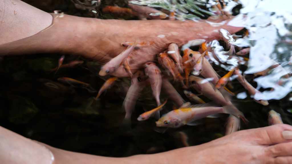 Wisata Kolam Terapi Ikan dan Manfaatnya