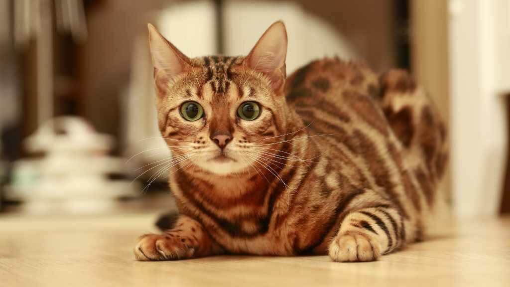 5 Cara Merawat Kucing untuk Pemula 5 Cara Merawat Kucing untuk Pemula