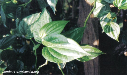 Cara Menggunakan Daun Sirih