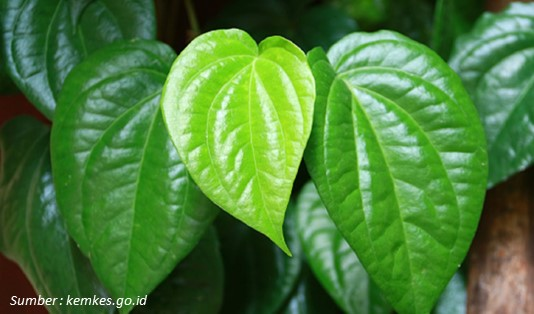 Manfaat Daun Sirih untuk Kecantikan