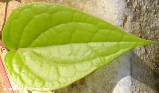 Manfaat Daun Sirih untuk Kesehatan dan Kecantikan