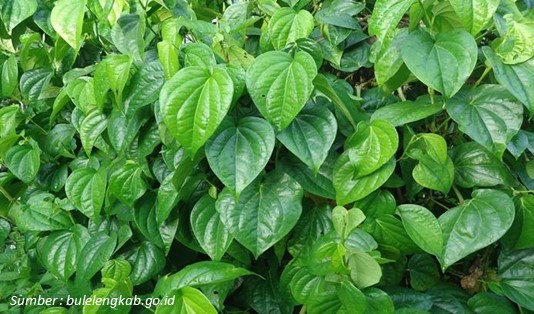 Manfaat Daun Sirih untuk Kesehatan